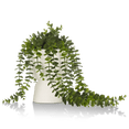 thumbnail image 1 of Bouclair Waterfall Eucalyptus in White Hourglass Pot, 1 of 10