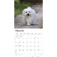 thumbnail image 3 of BrownTrout Maltese 2024 12x24 Inch Square Wall Calendar, 9781975463830, 3 of 8