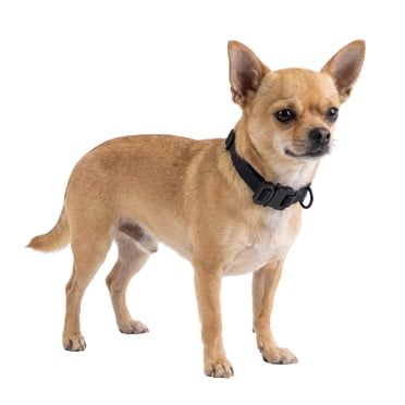 One Paw, Silicone Dog Collar with Metal Buckle, Water Repellent, Multiple Sizes