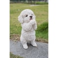 thumbnail image 1 of Chiot Maltais, 1 of 4