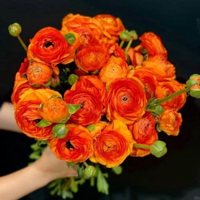 GSDWIUEW 20 Orange Ranunculus Bulbs for Planting, Persian Buttercup Corms Orange Ranunculus Asiaticus Corms Perennial Flower Bulbs for Garden