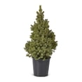 thumbnail image 1 of 2 Gallon Dwarf Alberta Spruce Shrub, 1 of 6