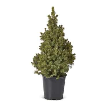 Épinette naine de l’Alberta (Picea), pot de 2 gallon arbuste