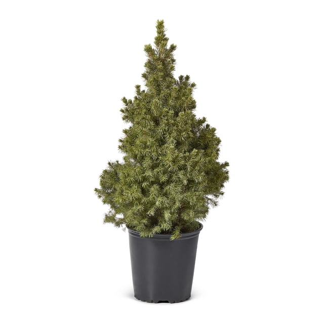 2 Gallon Dwarf Alberta Spruce Shrub
