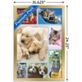 thumbnail image 2 of Keith Kimberlin - Collage de chiots et de chatons, 2 of 4