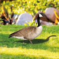 thumbnail image 3 of Duck Decor Realistic Life-like Ornamental Double-sided Printing Rustic Acrylic Garden Poultry Statue for Yard, 3 of 7
