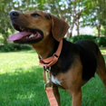thumbnail image 3 of Country Brook Petz Martingale Dog Collar - Heavy-Duty Training Collar with No Buckle - Service Dog Collar for All Pups - Vibrant, Colorful Collection (Mango, 1 Inch, Large), 3 of 8