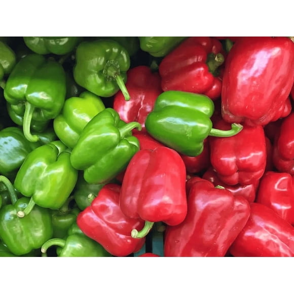 HJADGG California Wonder Bell Pepper/Capsicum 30-40 Seeds-Organic & Heirloom Variety