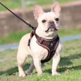 thumbnail image 4 of Harnais Réfléchissant pour Chien Gilet-Style Animal de Compagnie Coffre Accessoires Harnais Simple Résistant à l'Usure pour Animaux de Compagnie Fournit Café/S, 4 of 9