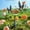 A, variant on Dvkptbk Metal Bird Baths for Outdoors Garden Bird Bath Bird Feeders with Metal Stake Hummingbird Feeder for Outdoor Garden Yard Decor