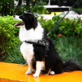thumbnail image 4 of Adjustable Pet Dog No Pull Harnesses Collar Reflective Pet Vest Dog Supplies, 4 of 8