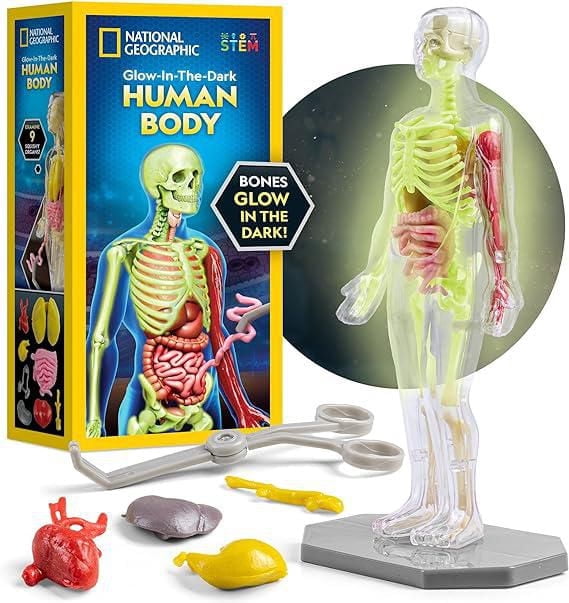 National Geographic Glow-in-the-Dark Human Body
