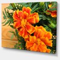 thumbnail image 2 of Marigold Flower on Wooden Background - Floral Canvas Art Print, 2 of 4