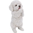 thumbnail image 2 of Chiot Maltais, 2 of 4