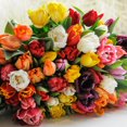 thumbnail image 1 of Flower Bulbs - Tulip Assorted ( 30 Bulbs  ), 1 of 1