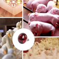 thumbnail image 2 of REK Livestock Heat Lamp Farm Animal Warming Light For Piglets/Chicks/Lambs Brooder Bulb With Ceramic Socket (250W), 2 of 5