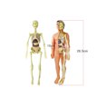 thumbnail image 4 of Human Body Model Organs and Bones Simple Assembly Learning Tool Kit Anatomy Model Display STEM Educational Gift Teaching Supplies, 4 of 7