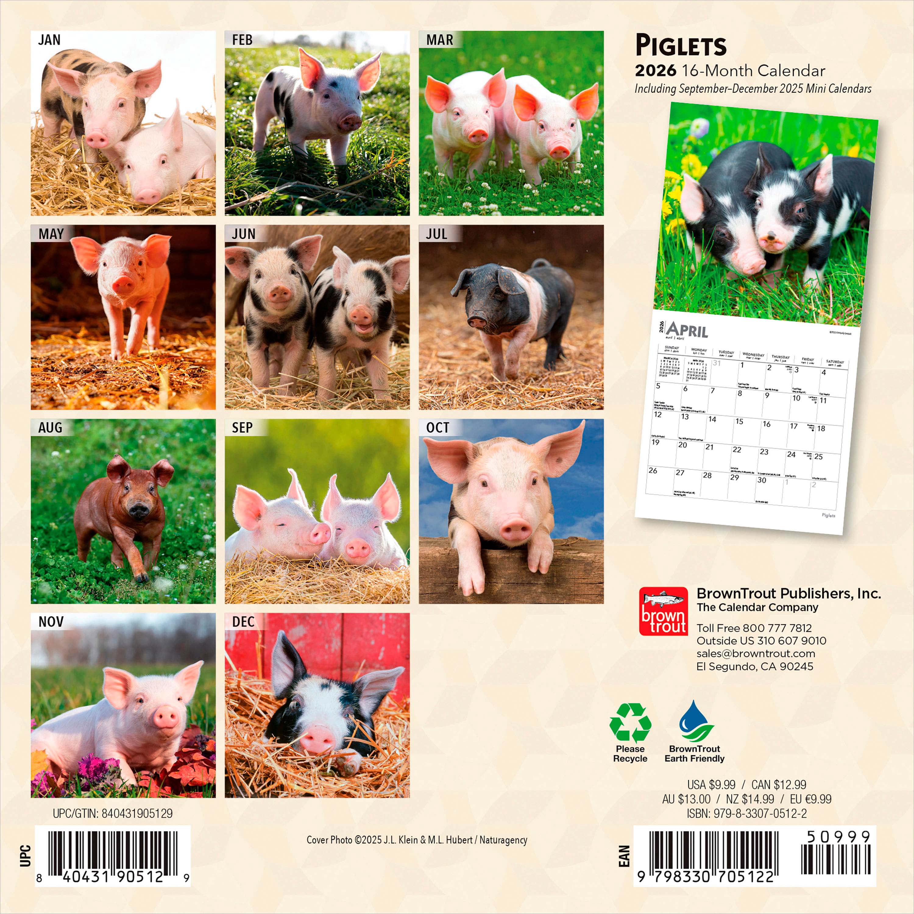 Piglets 2026 Mini 7x7