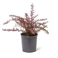 thumbnail image 1 of 2 Gallon (7.5L) Rose Glow Barberry (Berberis) Shrub, 1 of 2