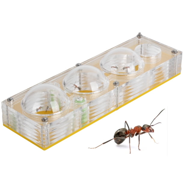 Fourmilière éducative En Acrylique – Nid à Fourmis Avec Filet Respirant – 12 X 10 X 6,5 Cm – Kit Scientifique Pour Enfants