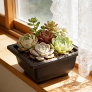 EGNMCR Flowerpot Potted Home Gardening Balcony Succulents Plants Pot p lastic flowers pot