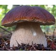 thumbnail image 1 of GSDWIUEW Spores Porcini Mushrooms Mycelium Spawn Dried Seeds Heirloom, 1 of 8