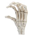 thumbnail image 3 of Plastic Skeleton Hands,Halloween Skeleton Hands High Human Hand Skeleton Model Halloween Skeleton Hands Ultra Responsive, 3 of 14