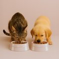 thumbnail image 4 of STAUB Ceramique Pet Bowl 800 ml, Ceramic, Light Pink, 4 of 9