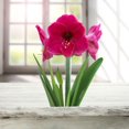 thumbnail image 1 of BULBES À FLEURS TASC - AMARYLLIS HERCULES - 1 BULBE, 1 of 1