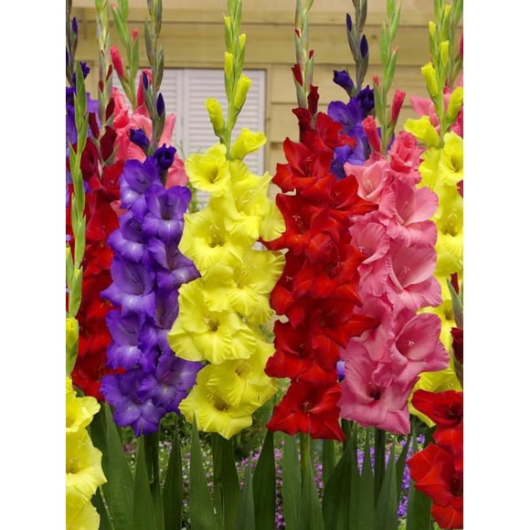 TASC Flower Bulbs- Gladiolus Large Flowering Bright Assorted Annual