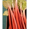 thumbnail image 1 of 25 Seeds VICTORIA RHUBARB aka Pieplant Rheum Rhabarbarum Perennial Fruit Vegetable Seeds, 1 of 5