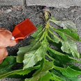 thumbnail image 3 of Bgsha Garden Bandit Hand Loop Weeder Tool - Lightweight & for Durable for Effortless, 3 of 10