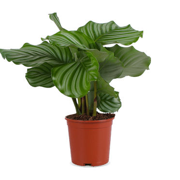 Calathea Orbifolia (S) Live Plants in 4" growers pot