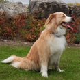 thumbnail image 3 of Finn & Winston No Bark Dog Collar with 2 Humane Bark Control Modes, 3 of 5