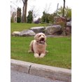 thumbnail image 5 of Finn & Winston No Bark Dog Collar with 2 Humane Bark Control Modes, 5 of 5