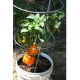 thumbnail image 3 of 50 Graines de Poivron ORANGE Sun Doux Capsicum Légumes, 3 of 5