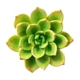 thumbnail image 2 of TopLLC Home Decor Flower Bouquet Magnetic Fridge Stickers Refrigerator Magnets Resin Flower Adhesive Decorations Realistic Flower Magnets Fridge Accessory Kitchen Decoration Magnetic Fridge Stickers, 2 of 7
