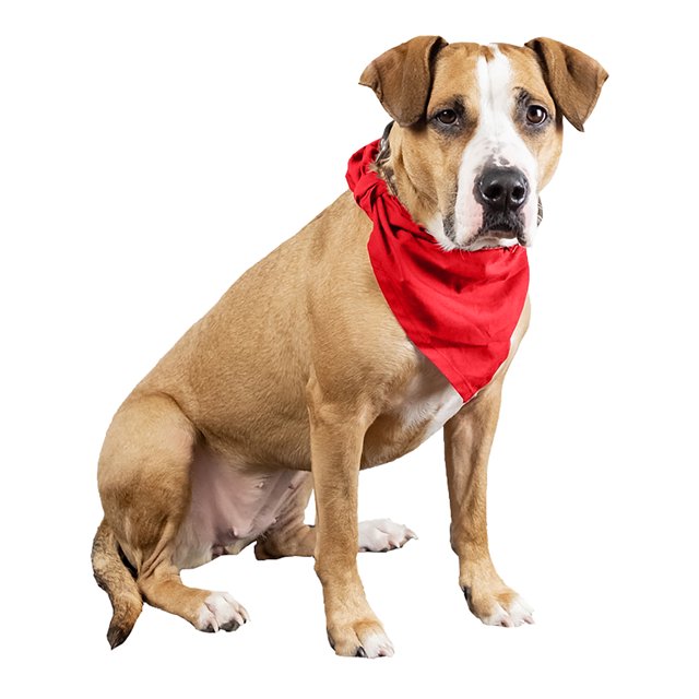3 Pcs Plain Cotton Pets Dogs Bandana Triangle Shape - Large & Washable (Red)