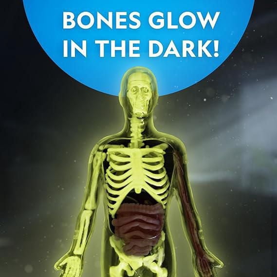 National Geographic Glow-in-the-Dark Human Body
