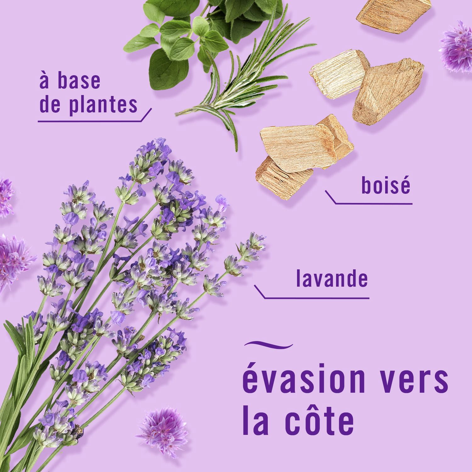 Febreze Désodorisant à Brancher, Recharge d'Huile Parfumée Anti-Odeurs, Parfum Rêves de Lavande, 3 Recharges