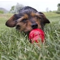 thumbnail image 2 of KONG Easy Treat™ Foie, 2 of 3
