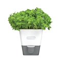 thumbnail image 1 of Cole & Mason Arrosoir Auto-Arrosant pour Fines Herbes en Pot, 1 of 7
