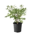 thumbnail image 1 of 2 Gallon Compact Burning Bush (Euonymus) Shrub, 1 of 7