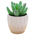 thumbnail image 1 of Coofit Mini Potted Succulent Lifelike - Artificial Plant Faux Succulent in Pot for Home, 1 of 4