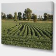 thumbnail image 2 of Rangées de Champs de Soja du Wisconsin - Impression sur Toile Paysager, 2 of 4