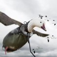 thumbnail image 4 of DEADLY DECOYS Blue Goose Flyer Decoy -1 Decoy, 4 of 4