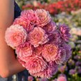 thumbnail image 1 of Tasc Flower Bulbes Dahlia Decorative Pink Magic (2 ampoules), 1 of 1