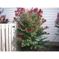 thumbnail image 5 of 35 Graines de Myrte Crêpe Rouge Lagerstroemia Indica Arbuste Buisson en Floraison Petit Arbre, 5 of 5