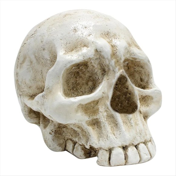 Skull Decoration Skull, Day of the Dead Decoration Human Skull Resin Model Art,1 x Skull decoration