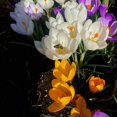 thumbnail image 3 of GSDWIUEW 10pcs Mixed Color Crocus Bulbs-Spring Blooming Fall Planting Bulbs, Assorted Colors Dutch Crocus Corms for Gardens, Containers & Naturalizing Easy to Plant Perennial Flower Bulbs (10), 3 of 5